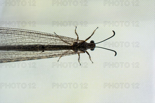 Fly resting on window curtain