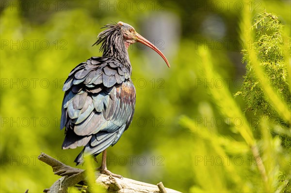 Northern bald ibis