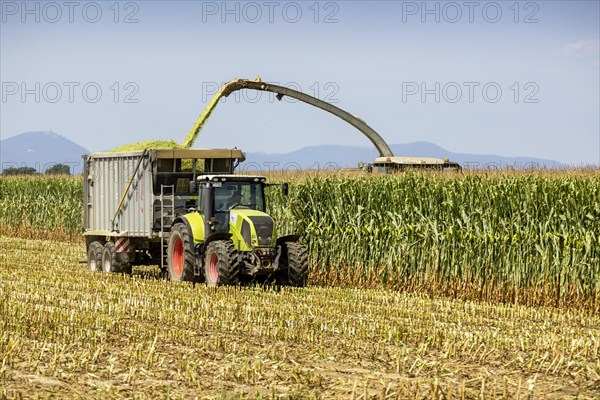 Maize harvest