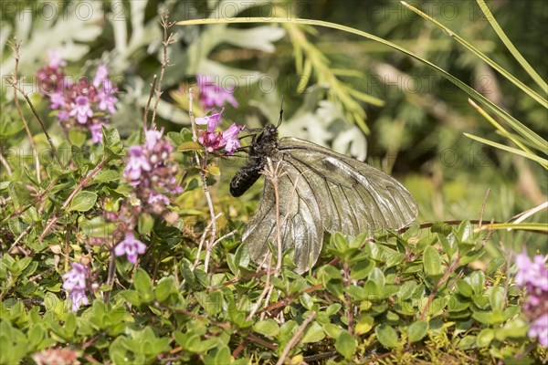 Knight butterfly