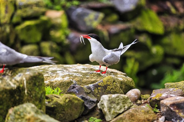 Arctic tern