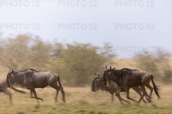 Wildebeest