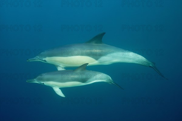 Short-beaked common dolphin