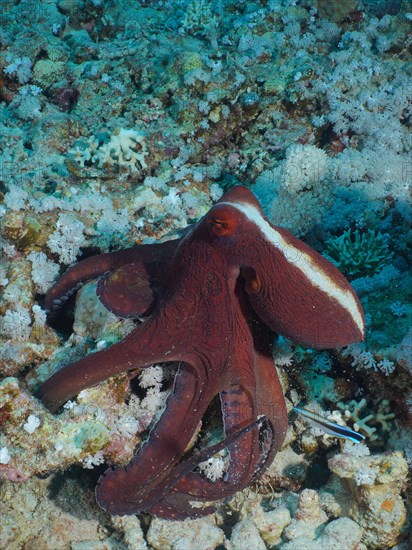 Great Blue Octopus