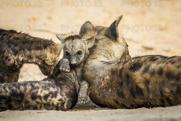 Spotted Hyena