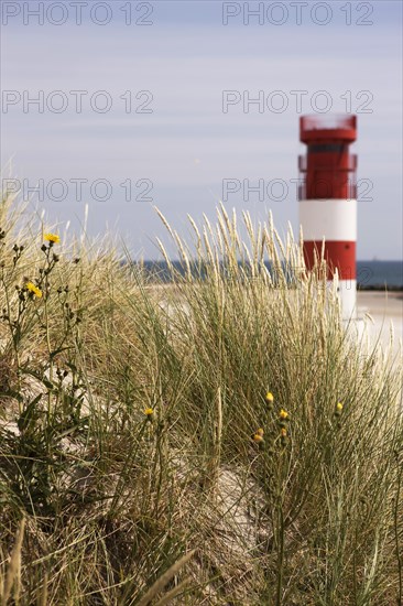 Marram Grass