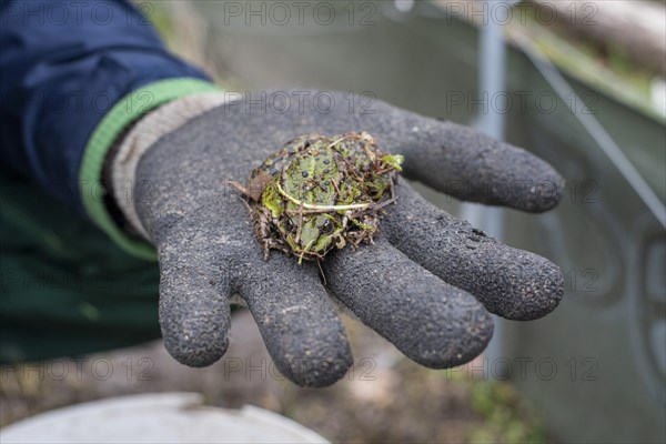 Green frog