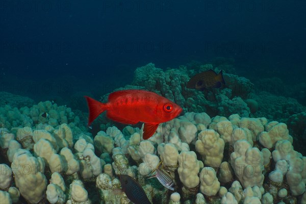 Common bigeye