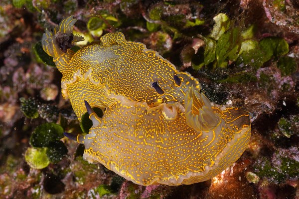 Two specimens of Yellow-violet Star Snail Star Snail