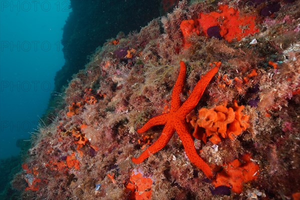 Mediterranean red sea star