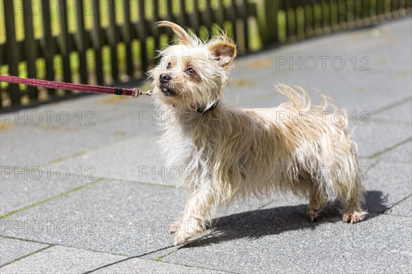 Dog pulls on the leash