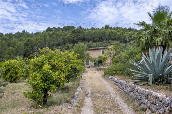 Small finca between orange trees