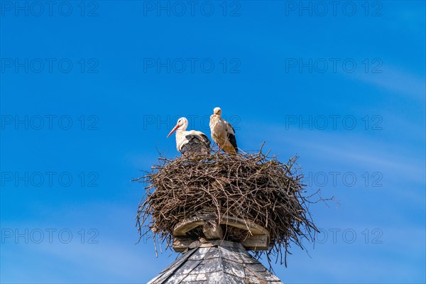 Two white storks