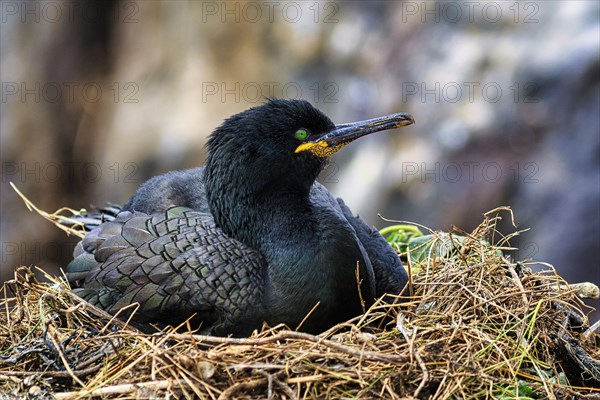 Common shag