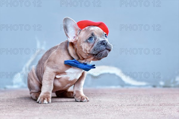 French Bulldog dog puppy wearing red beret hat and bow tie