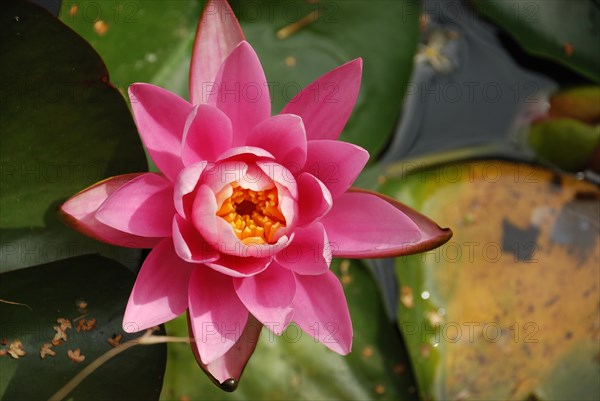 Waterlily flowers in a pond