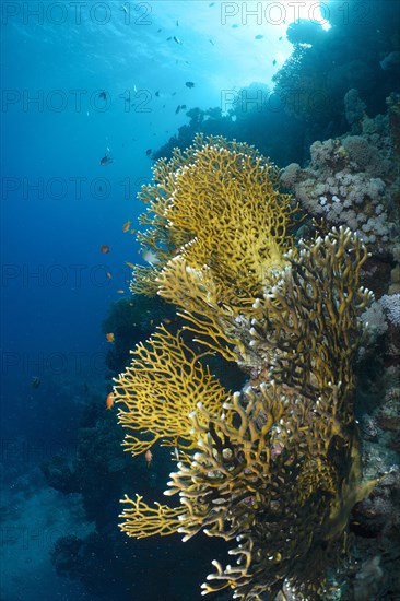 Net fire coral