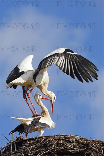 White storks