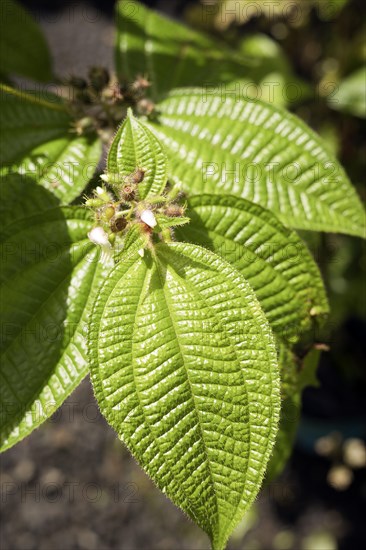 Leaves and flowers of the pepper