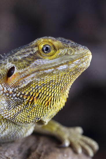 Bearded Dragon