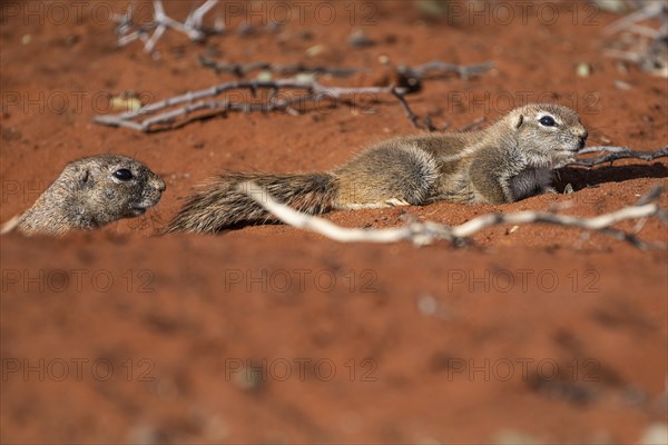 African bristle squirrel