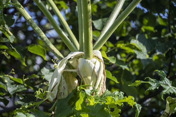 Giant hogweed stem