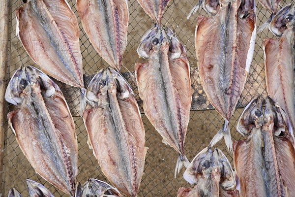 Fish drying