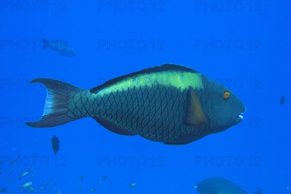 Bicolour parrotfish