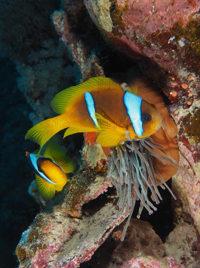 Two red sea clownfishes