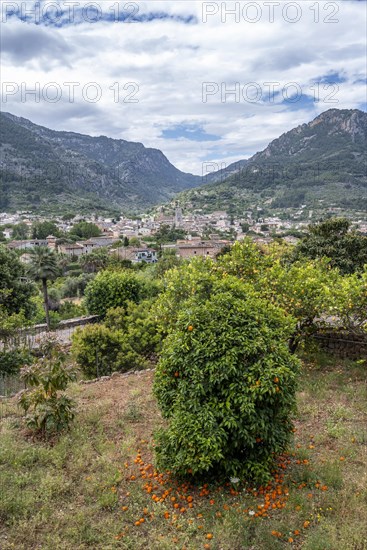 Garden with orange tree