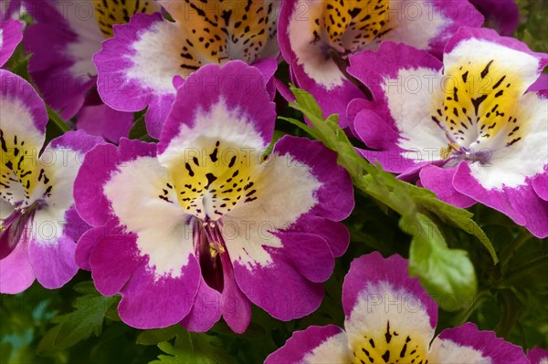 Blossoms of a Schizanthus