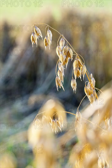 Seed oat