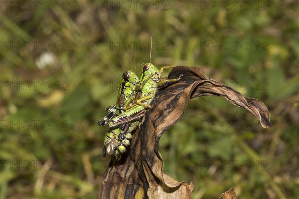 Southwest alps mountain cricket