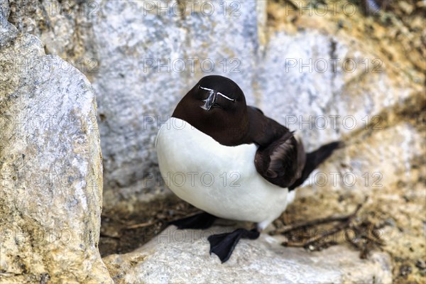 Razorbill