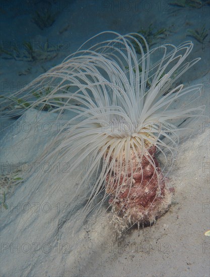 Tube-dwelling anemone