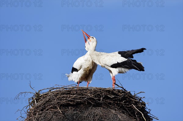 White storks