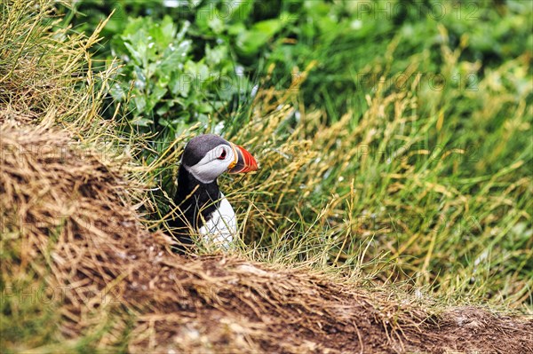 Single Puffin