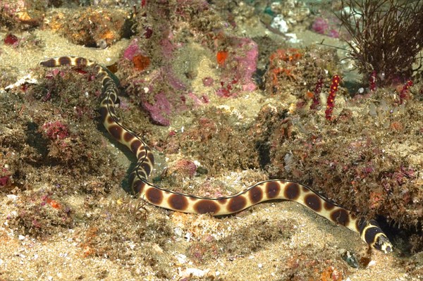 Spotted snake eel