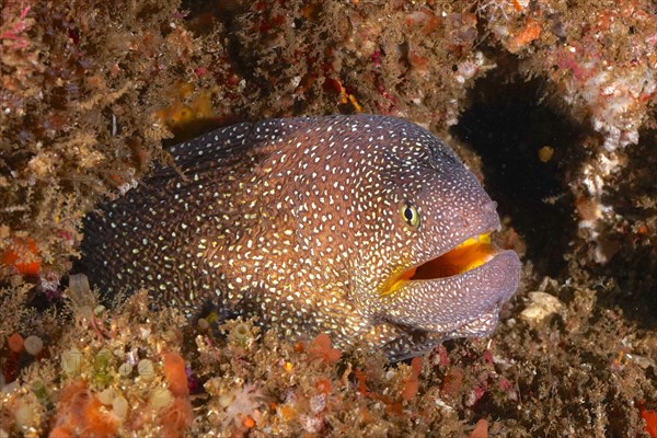 Close-up of starry moray