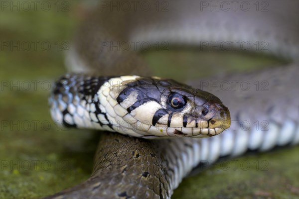 Grass snake