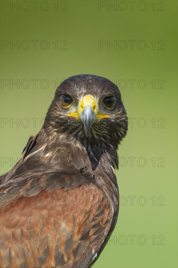 Harris hawk