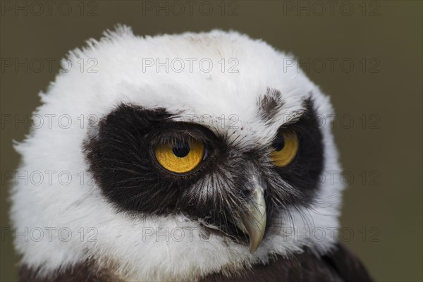 Spectacled owl