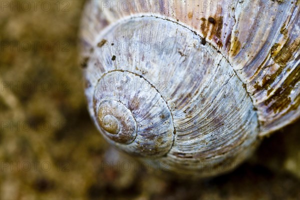 Burgundy snail