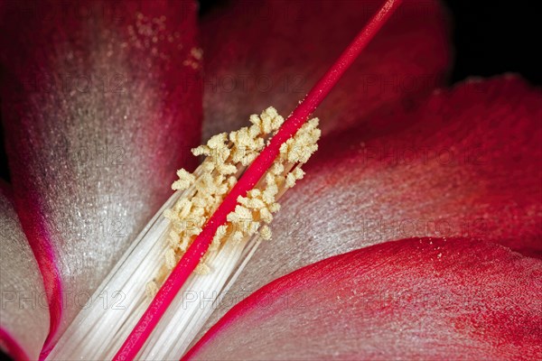 Red flower of a Schlumbergera from the cactus family