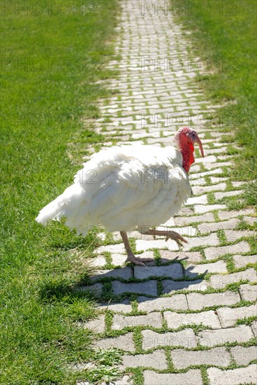 White turkey walk outdoors in garden