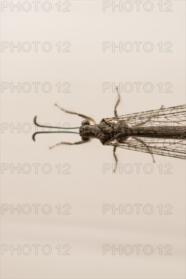 Fly resting on window curtain