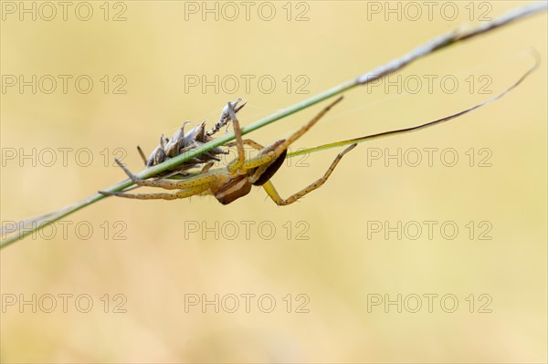 Raft spider