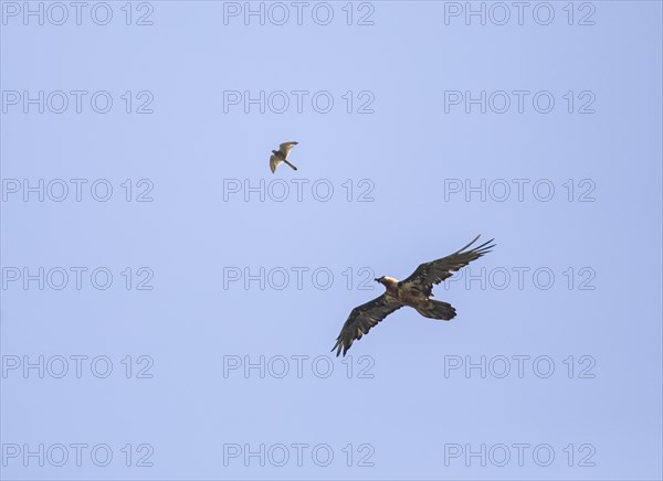 Adult Bearded Vulture