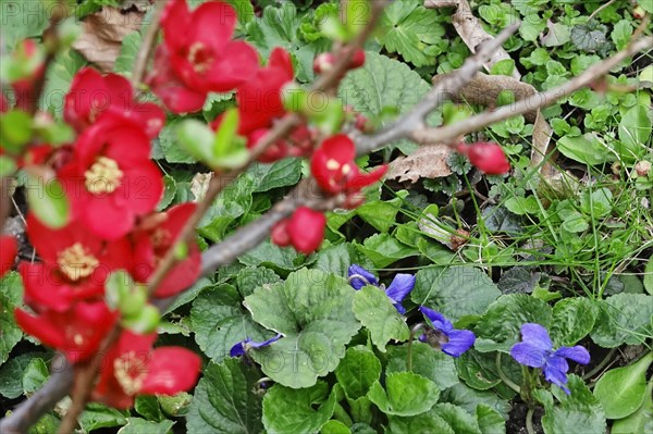 Ornamental quince