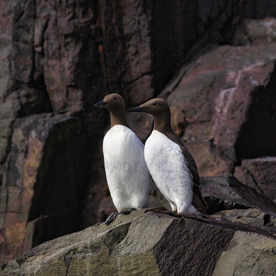 Common guillemots